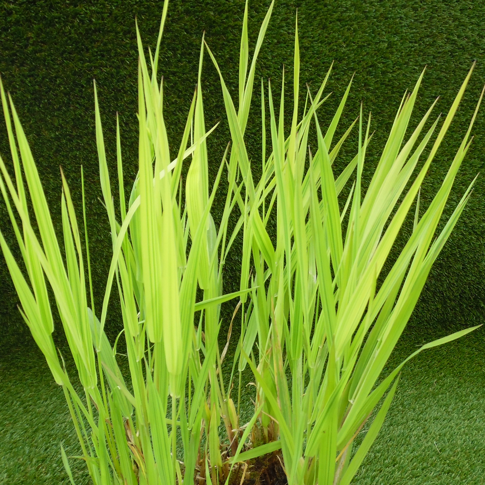 Reed canary grass �Arctic Sun�. Phalaris arundinacea