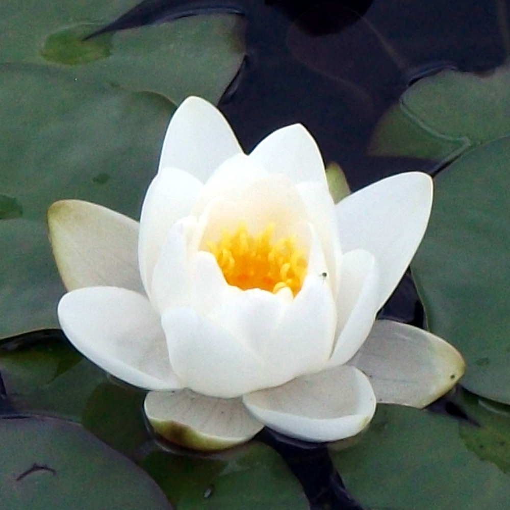 Afbeeldingsresultaat voor water lily