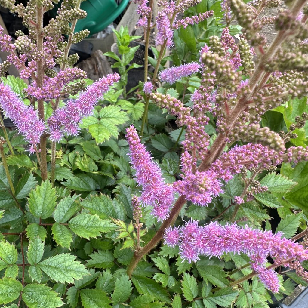 Astilbe chinensis Pumila - Wetland Plants