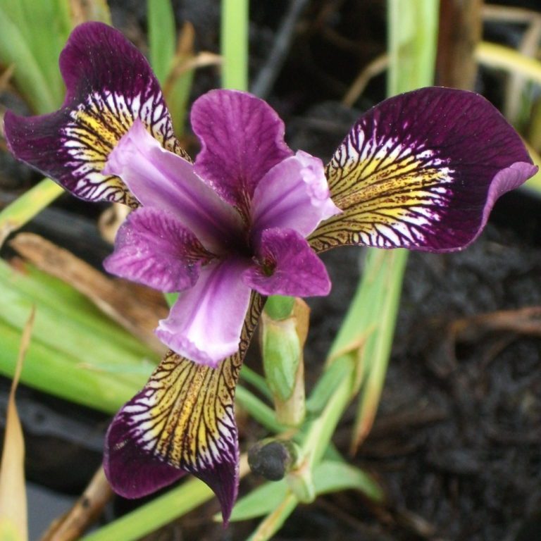 Iris Versicolor Kermesina Wetland Plants