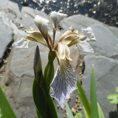 Gladwyn iris