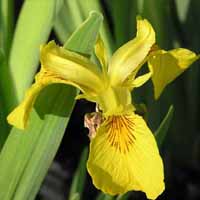 Variegated Yellow Flag Iris