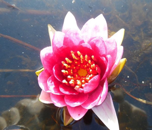James Brydon water lily