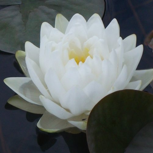 Gonnere water lily