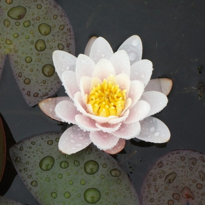 Marliacea Carnea water lily
