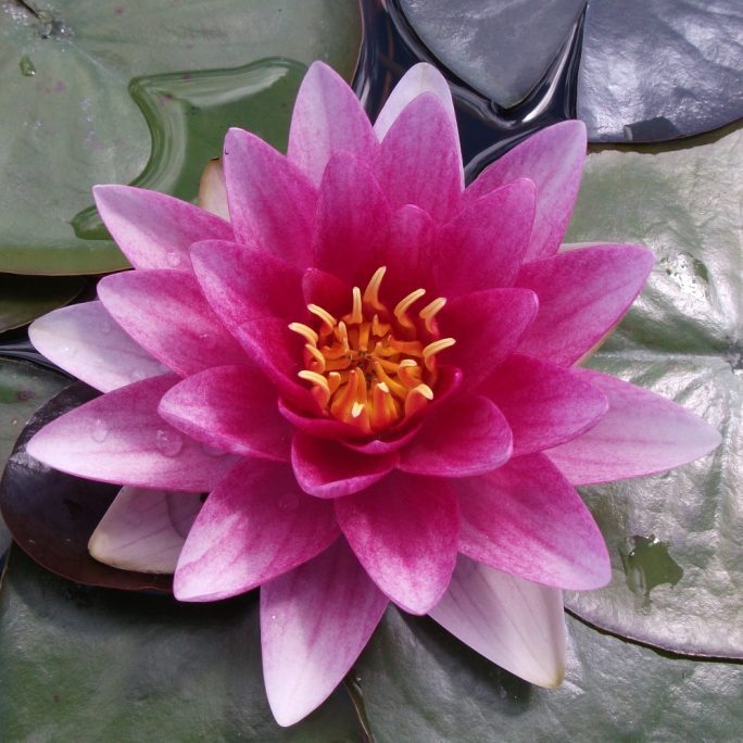 Attraction water lily