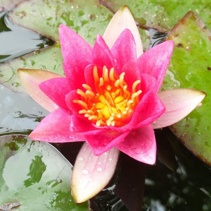 Pygmy Rubra water lily