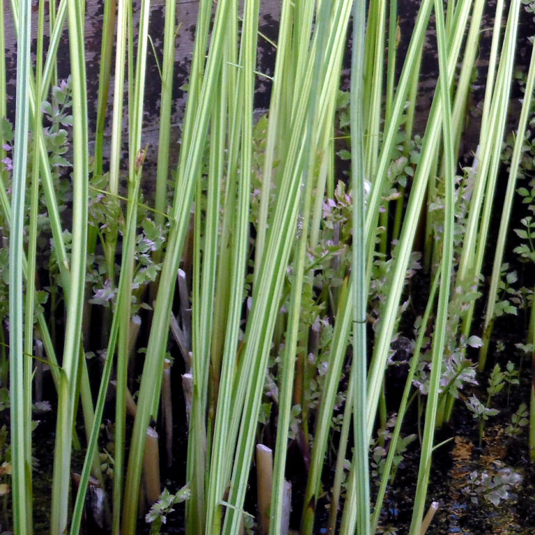 Marginal Pond Plants (shallow water plants) Archives Wetland Plants