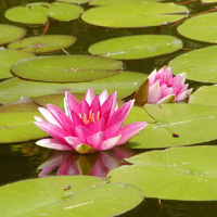 Escarboucle Water Lily