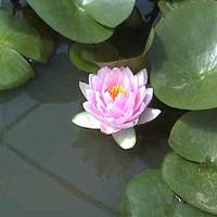 Madame Wilfron Gonnere water lily
