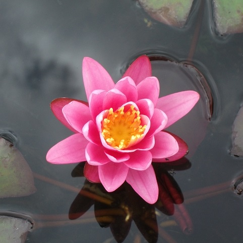 N.yuh Ling water lily