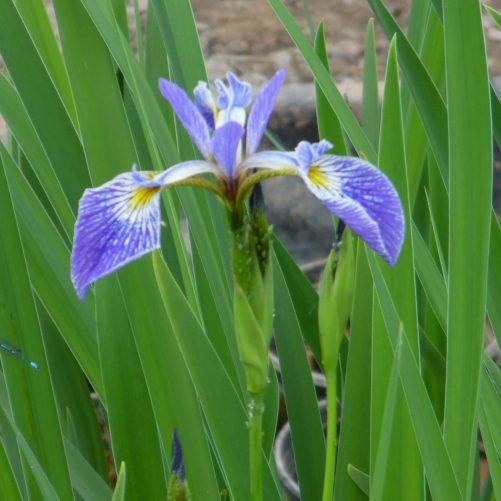 Iris versicolour 'Gerald Derby'