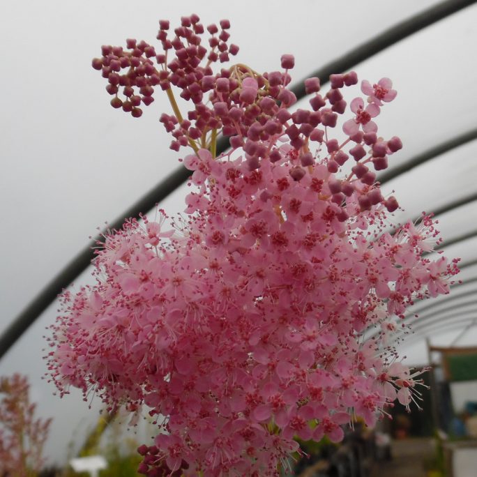 Meadowsweet Rubra Venusta
