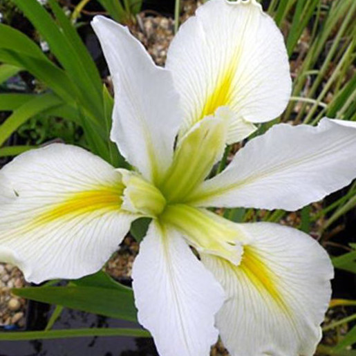 Iris Louisiana 'Arabian bayou'