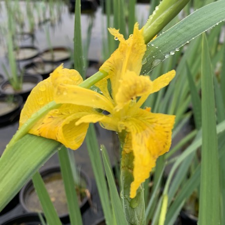 Yellow Flag Iris 10