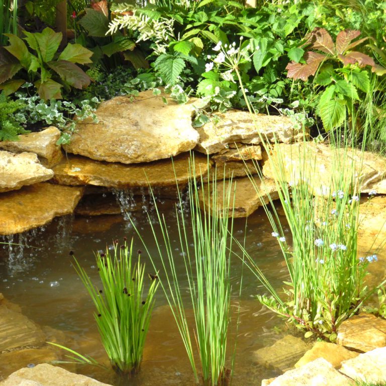 Pond Plants for interest & wildlife. Ponds In The UK