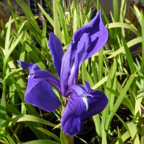 Japanese Water Iris blue