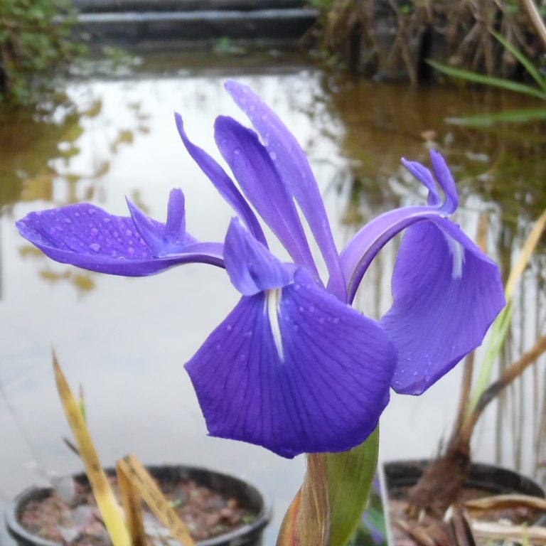 Japanese Water Iris blue (Iris Laevigata blue) Marginal plants