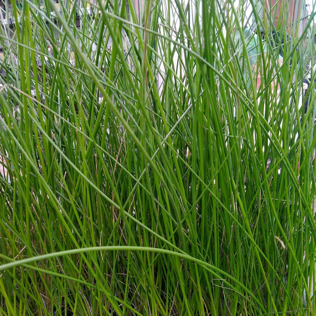 Marginal Pond Plants (shallow water plants) Archives Wetland Plants