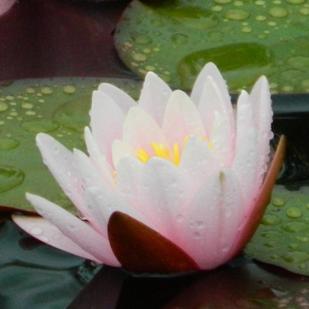 Marliacea Rosea water lily