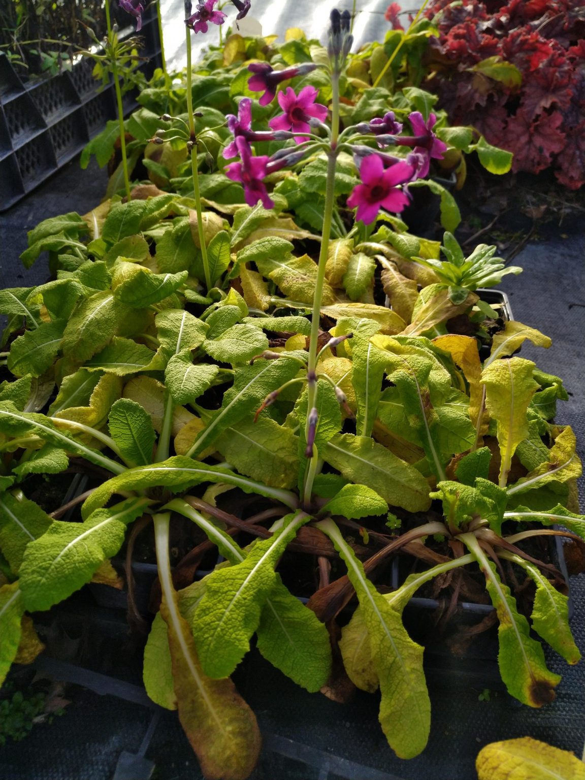 Primula pulverulenta ( Candelabra primrose ) Wetland Plants