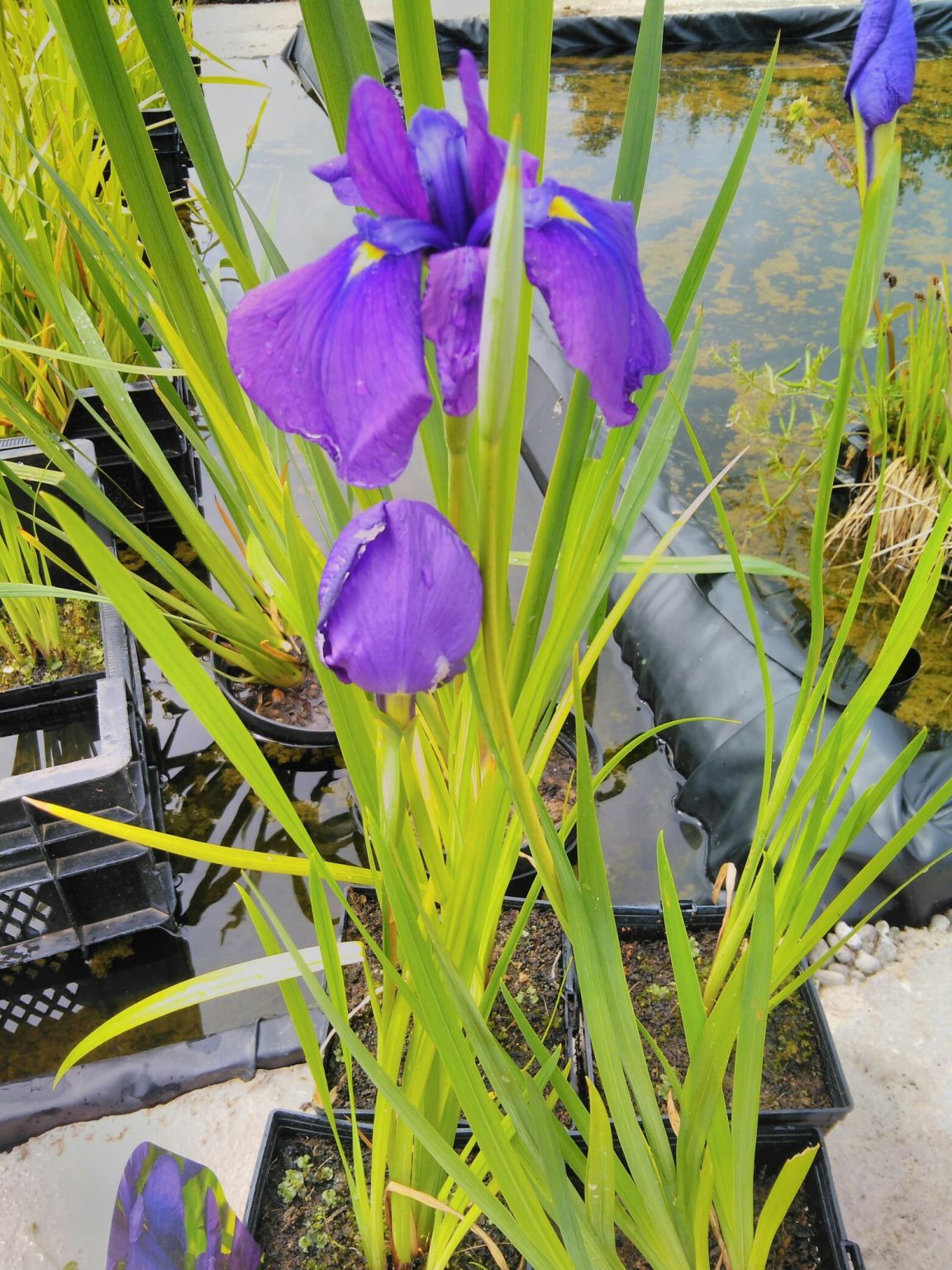 Iris ensata 'Loyalty ' ( Japanese ) Wetland Plants