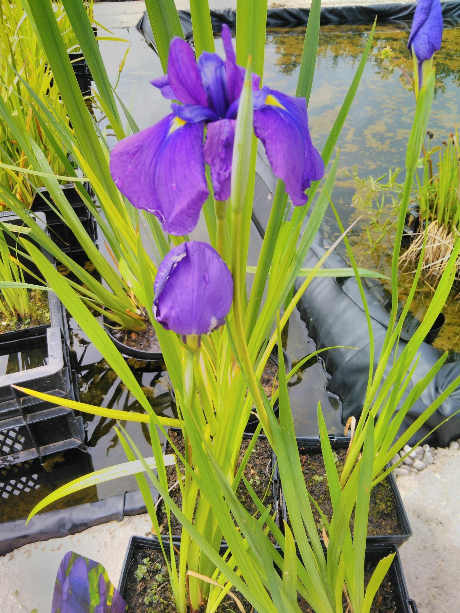 Iris ensata 'Loyalty ' ( Japanese iris ) Wetland Plants