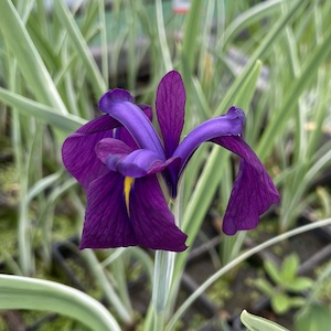 Iris Ensata Var