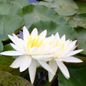 White Water Lily' Moondance'