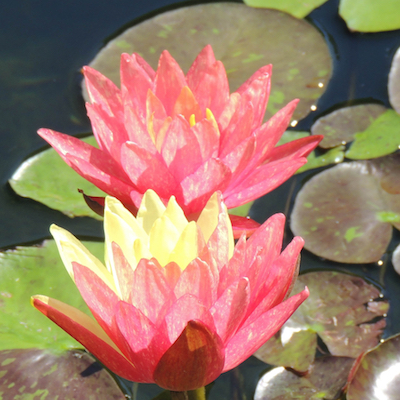 Water Lily 'Wanvisa'
