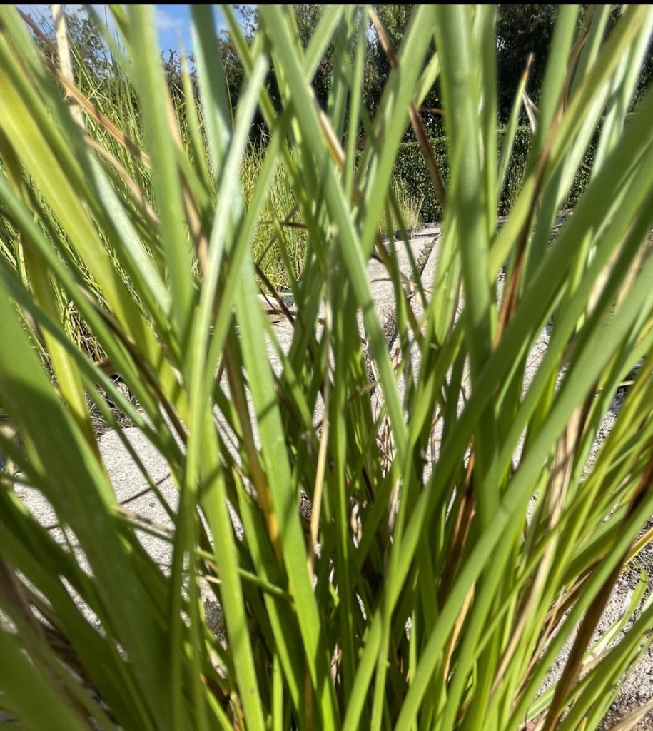 Deschampsia cespitosa ( Tufted Hairgrass ) Wetland Plants