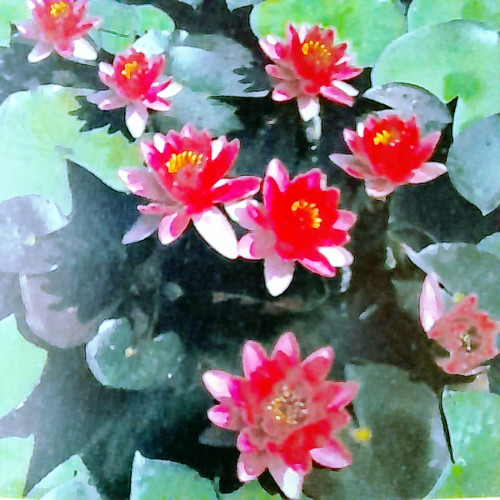 Perry's Baby Red waterlily