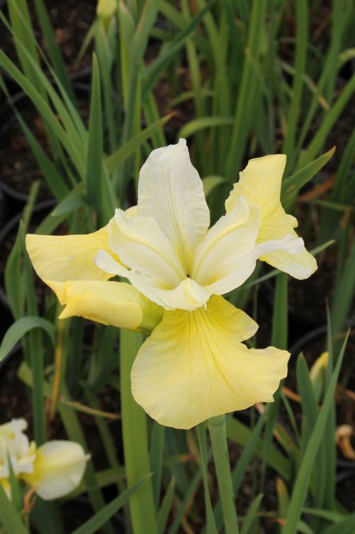 Iris Sibirica Butter And Sugar 4536