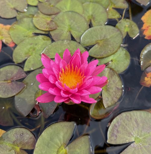 Lily Purple Fantasy
