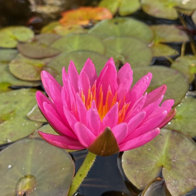 Nymphaea Purple Fantsay
