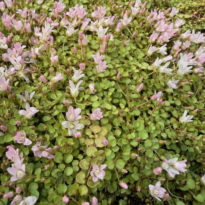 Anagallis Tenella Bog Pimpernel