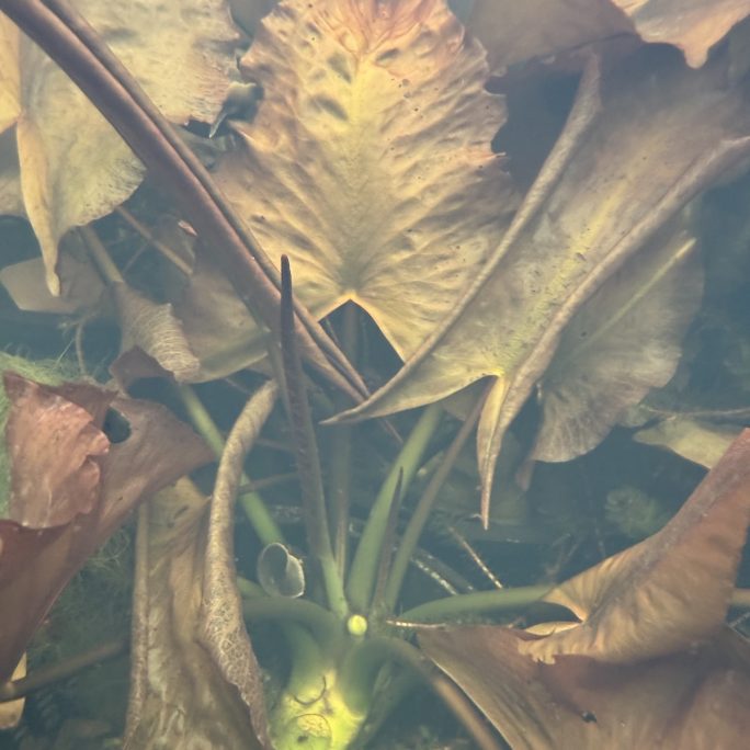 Nuphar Japonica Rubra
