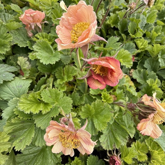 Geum Mia Tia