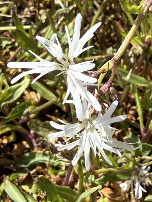 Ragged Robin Alba (Lychnis flos-cuculi) Native - Wetland Plants