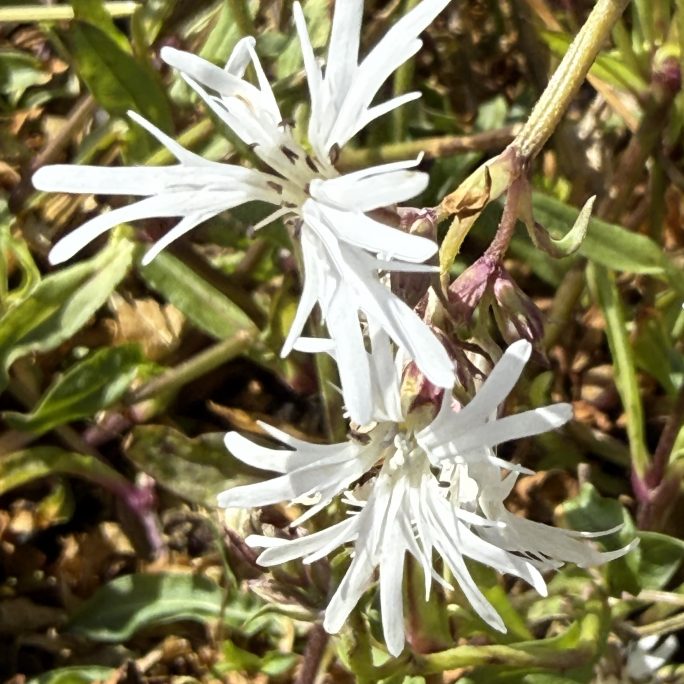 White Ragged Robin